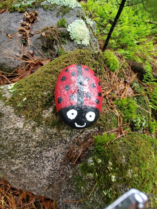 A painted rock resembling a ladybug, with red and black colors, resting on a mossy stone in a forest setting.