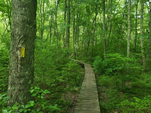 A wooden boardwalk winding through a lush green forest, with a yellow trail marker on a nearby tree.