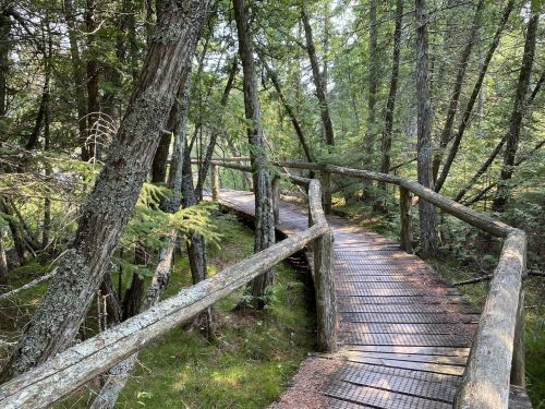 A winding wooden boardwalk through a lush forest, surrounded by tall trees and greenery.