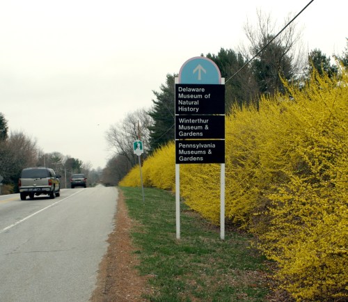 Signpost indicating directions to Delaware Museum of Natural History, Winterthur Museum & Gardens, and Pennsylvania Museums, with yellow flowering bushes along the road.