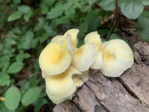 Cluster of yellow mushrooms growing on a log, surrounded by green foliage.