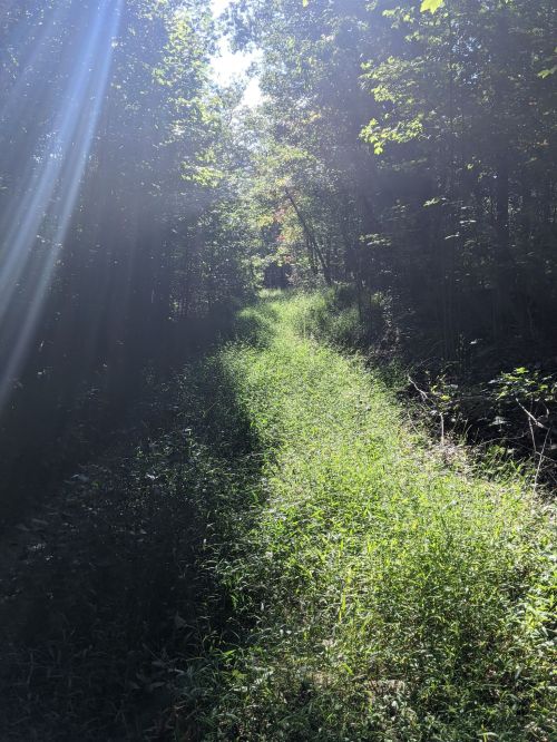 A sunlit path through a lush green forest, surrounded by trees and dappled light.