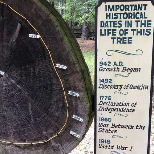 A tree stump with rings marked by significant historical dates, alongside a sign listing those dates.