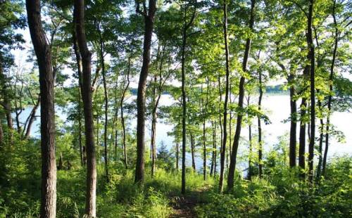 Lush green trees frame a serene lake, with sunlight filtering through the leaves in a peaceful forest setting.