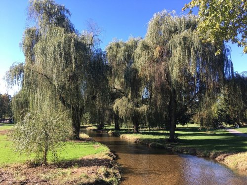 A serene landscape featuring a winding stream surrounded by lush willow trees under a clear blue sky.