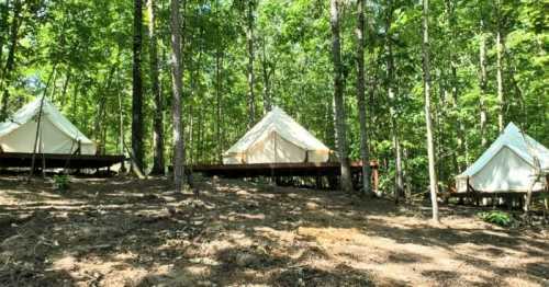 Three white canvas tents on wooden platforms nestled among green trees in a forested area.