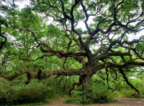 A large, sprawling tree with thick branches and lush green leaves in a natural setting.
