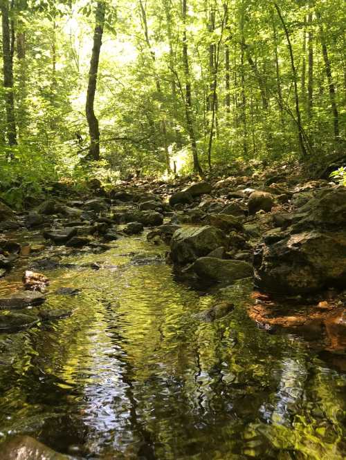 A serene forest scene with a clear stream flowing over rocks, surrounded by lush green trees and sunlight filtering through.