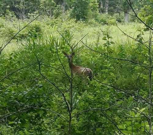 A deer stands among dense green foliage in a natural setting, partially obscured by plants.