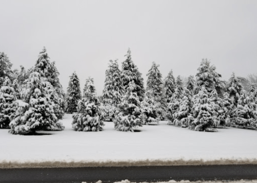 A snowy landscape featuring tall evergreen trees blanketed in fresh snow under a gray sky.