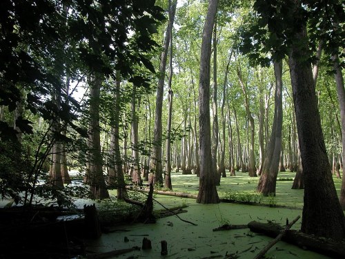 Lush green swamp with tall trees and a surface covered in green algae, creating a serene, natural landscape.