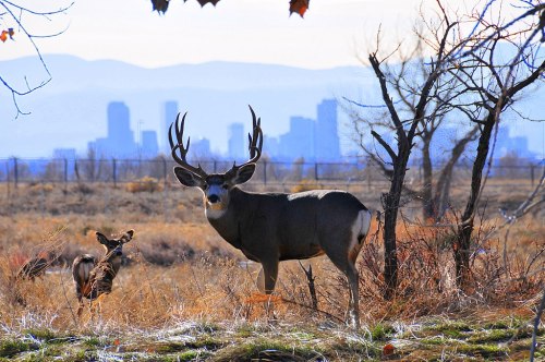 A deer and a fawn stand in a grassy field with a city skyline in the background and mountains in the distance.