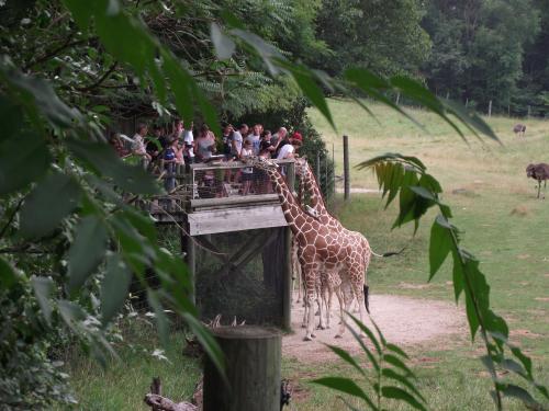 Two giraffes stand near a viewing platform where a crowd of people is gathered, surrounded by greenery.