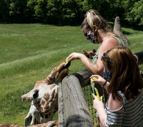 A woman and a child feed a giraffe at a zoo, both wearing masks, with green grass and trees in the background.