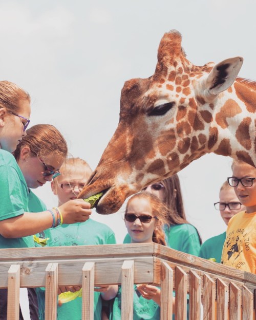 A giraffe reaches for food from children on a wooden platform at a zoo, with bright blue skies in the background.