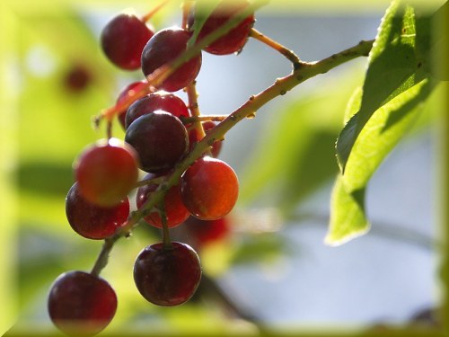 A close-up of a branch with clusters of red and purple berries surrounded by green leaves.