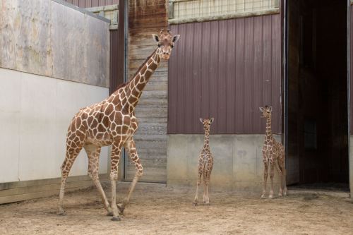 A tall giraffe stands next to two smaller giraffes in a barn-like enclosure.