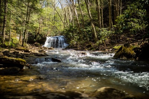 A serene forest scene featuring a flowing stream and a small waterfall surrounded by lush greenery.