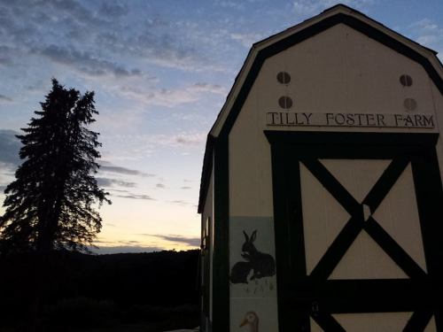 A barn with "Tilly Foster Farm" sign at sunset, featuring a painted rabbit and a tree in the background.