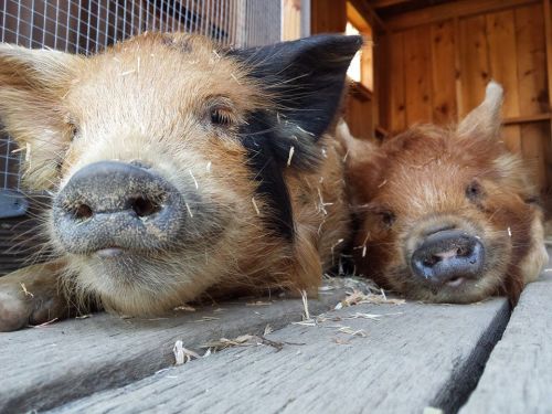 Two pigs resting on a wooden floor inside a cozy barn, with straw scattered around them.