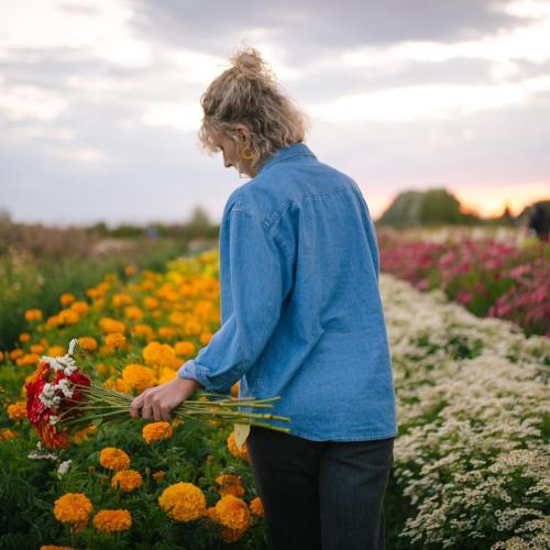 A person in a blue shirt gathers flowers in a vibrant field during sunset, surrounded by colorful blooms.