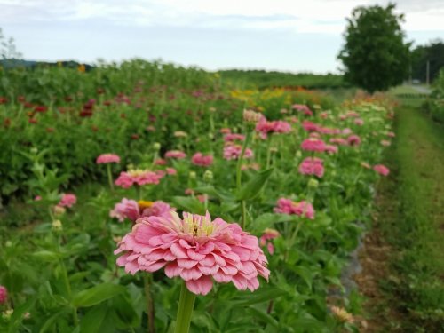 A vibrant field of pink flowers in bloom, surrounded by lush greenery and a clear sky in the background.