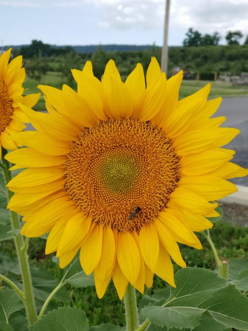 A close-up of a vibrant sunflower with a bee on its center, set against a green landscape and cloudy sky.