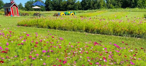 A vibrant field of flowers with a small red shed, picnic tables, and colorful play equipment in the background.