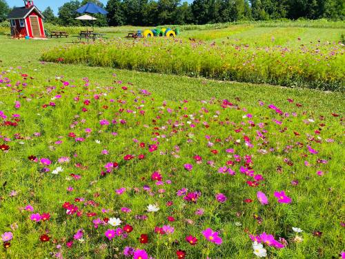 A vibrant field of wildflowers in pink and white, with a red playhouse and picnic tables in the background.