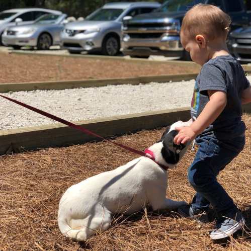 A toddler pets a white dog on a leash while standing on a gravel path, with cars parked in the background.