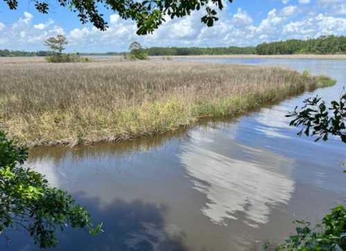 A serene river scene with tall grasses, calm water, and a blue sky with fluffy clouds reflecting on the surface.