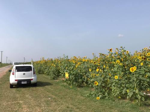 A white car parked beside a field of tall sunflowers under a clear blue sky.