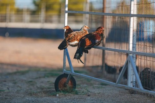 Three birds perched on a fence, with a blurred background of a farm or ranch setting.