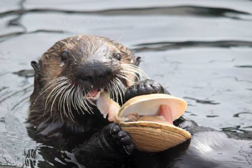 A sea otter floating in water, holding a clam and using a rock to crack it open.