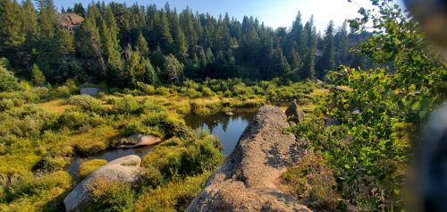 A serene landscape featuring a rocky area, lush greenery, and a winding stream surrounded by tall trees.