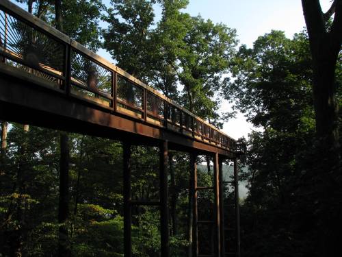 A wooden walkway elevated among lush green trees, leading into a misty background.