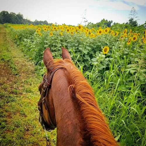 A view from horseback, showing a path through a field of sunflowers under a clear sky.