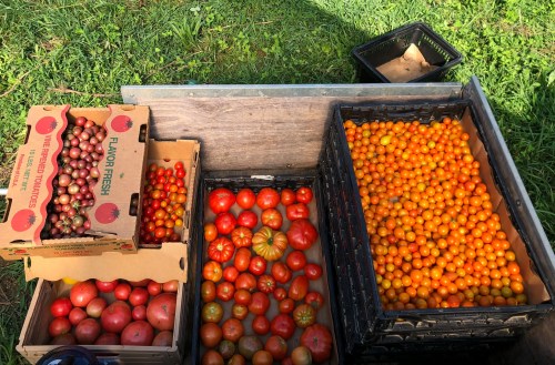 Three crates filled with various types of tomatoes, including red and yellow, on green grass.