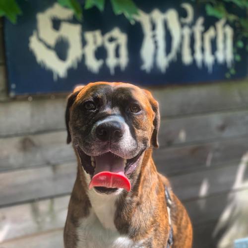 A happy brown and white dog with its tongue out, standing in front of a sign that reads "Sea Witch."