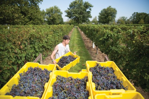 A worker carries yellow bins filled with grapes in a vineyard, surrounded by rows of grapevines and trees.
