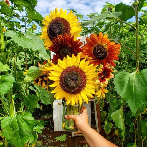 A hand holds a vase of vibrant sunflowers among lush green plants under a blue sky.
