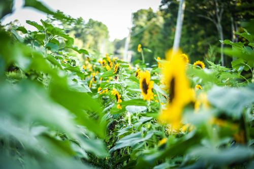 A field of sunflowers surrounded by lush green leaves, with a blurred background of trees and a pathway.
