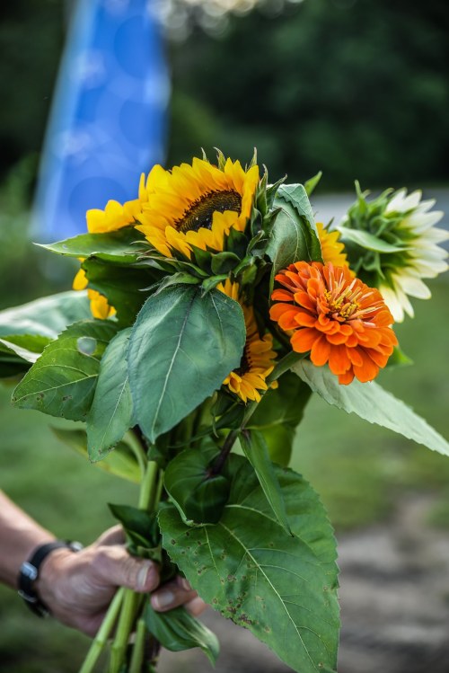 A hand holds a vibrant bouquet of sunflowers, zinnias, and greenery against a blurred outdoor background.