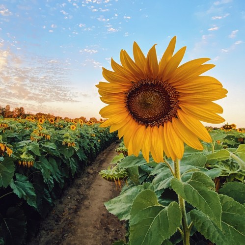 A vibrant sunflower stands tall in a field, surrounded by green leaves under a blue sky with scattered clouds.
