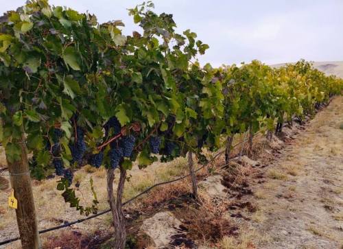 A row of grapevines with clusters of dark grapes, set against a cloudy sky and dry landscape.