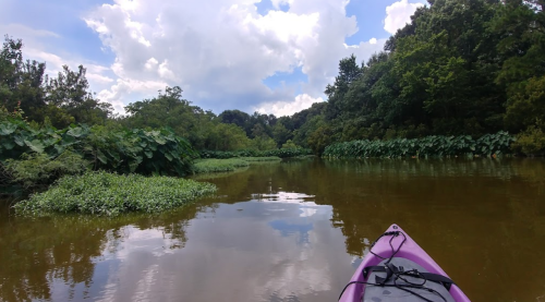A serene river scene with lush greenery and clouds reflected in the water, viewed from a kayak.