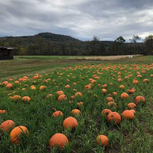 A field filled with bright orange pumpkins surrounded by green grass and distant hills under a cloudy sky.