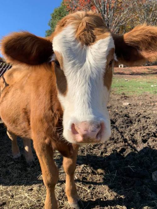 A close-up of a brown and white calf standing in a grassy field under a clear blue sky.