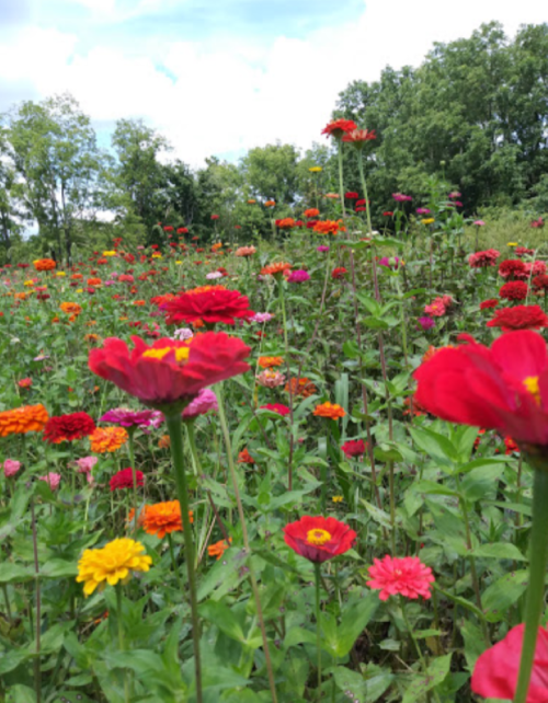 A vibrant field of colorful flowers, including red, pink, and yellow blooms, under a blue sky with scattered clouds.
