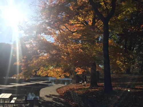 A sunlit park scene with vibrant autumn trees reflecting on a calm pond.